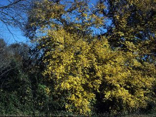 Ulmus rubra (Slippery elm)