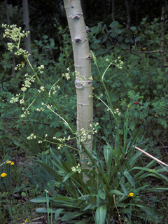 Valeriana edulis (Tobacco root)