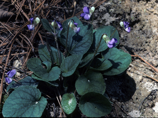 Viola villosa (Carolina violet)