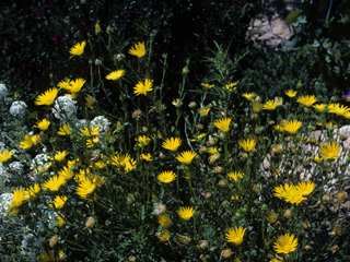 Xanthisma texanum (Texas sleepy daisy)