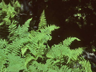 Dryopteris carthusiana (Shield fern)