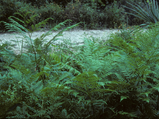 Pteridium aquilinum (Western bracken fern)