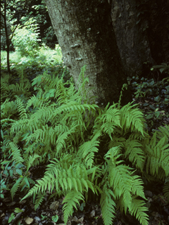Thelypteris noveboracensis (New york fern)