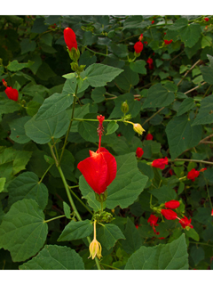 Malvaviscus arboreus RED TURKS CAP 1 Plant! 