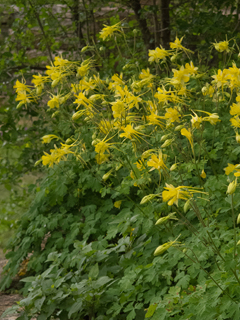 Aquilegia chrysantha var. hinckleyana (Hinckley's golden columbine)