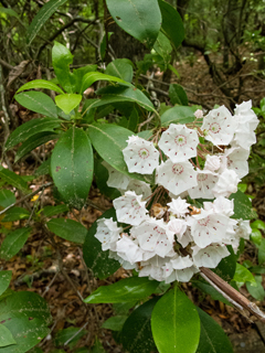 Kalmia latifolia (Mountain laurel)