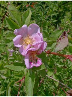Rosa carolina (Carolina rose)