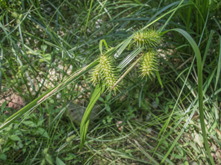 Carex baileyi (Bailey's sedge)