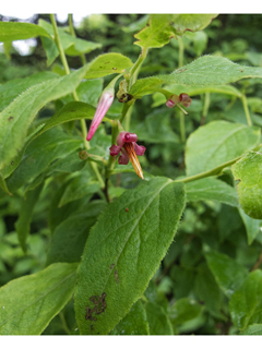 Vaccinium erythrocarpum (Southern mountain cranberry)