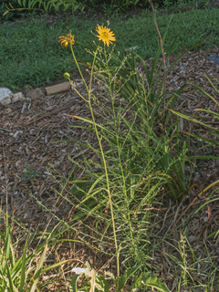 Silphium pinnatifidum (Tansy rosinweed)