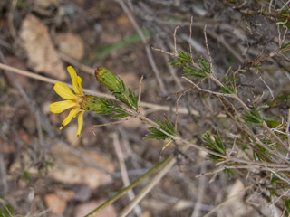 Thymophylla acerosa (Prickly-leaf dogweed)