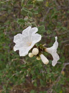 Cordia parvifolia (Littleleaf cordia)
