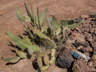 Opuntia engelmannii var. linguiformis (Cactus apple)
