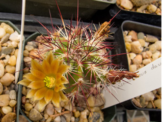 Echinocereus viridiflorus var. davisii (Davis' hedgehog cactus)
