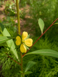 Ludwigia alternifolia (Seedbox)