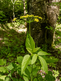 Zizia trifoliata (Meadow alexanders)