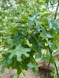 Quercus stellata (Post oak)