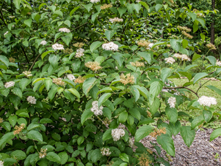 Cornus amomum (Silky dogwood)
