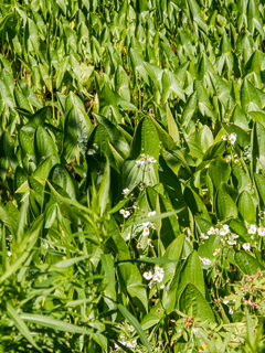 Sagittaria latifolia (Broadleaf arrowhead)