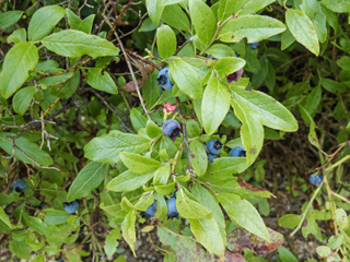 Vaccinium angustifolium (Lowbush blueberry)