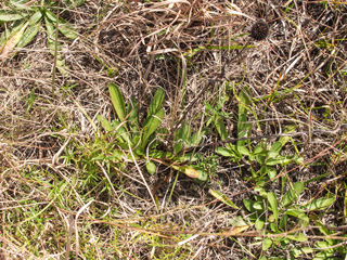 Rudbeckia missouriensis (Missouri coneflower)