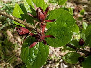 Calycanthus floridus (Eastern sweetshrub)