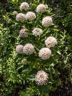 Physocarpus opulifolius (Common ninebark)
