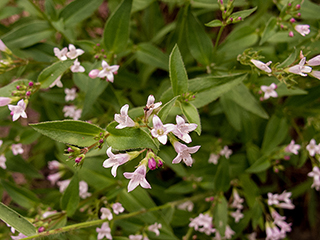 Houstonia purpurea (Venus's pride)