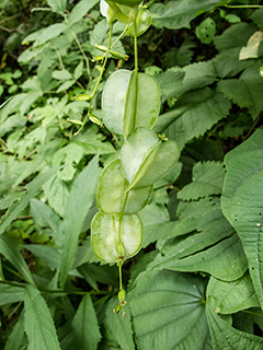 Dioscorea villosa (Wild yam)