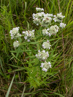 Pycnanthemum verticillatum (Whorled mountainmint)