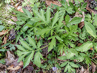 Rudbeckia laciniata var. laciniata (Cutleaf coneflower)