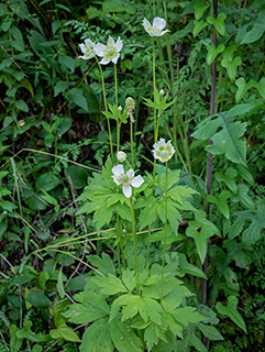 Anemone virginiana (Tall thimbleweed)