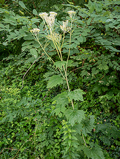 Arnoglossum atriplicifolium (Pale indian plantain)