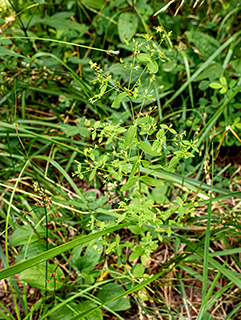 Hypericum mutilum (Dwarf st. john's-wort)