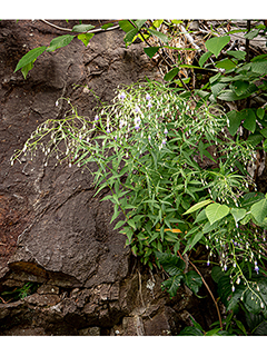 Campanula divaricata (Southern harebell)