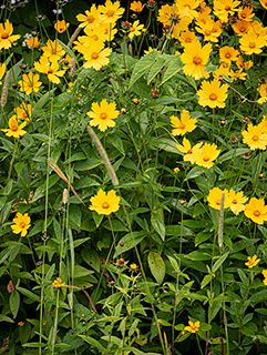 Coreopsis grandiflora (Largeflower tickseed)