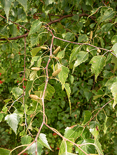 Betula populifolia (Gray birch)