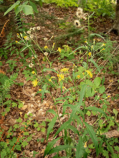 Hieracium canadense (Canadian hawkweed)