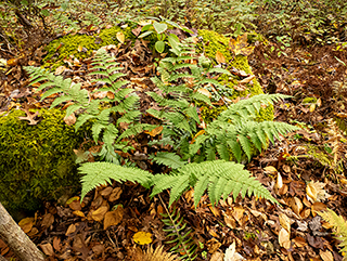 Dryopteris intermedia (Intermediate woodfern)