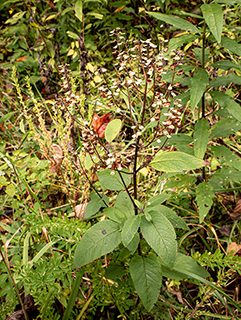 Scutellaria incana var. punctata (Hoary skullcap)