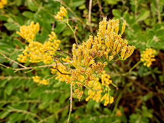 Bigelowia nudata ssp. nudata (Pineland rayless goldenrod)