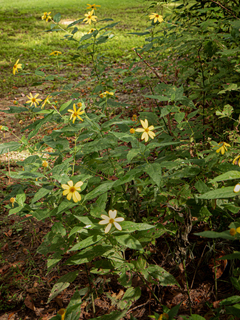 Helianthus strumosus (Paleleaf woodland sunflower)