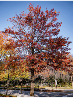 Quercus pagoda (Cherrybark oak)