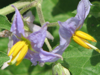 Solanum dimidiatum (Western horsenettle)