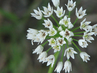 Allium canadense var. fraseri (Fraser meadow garlic)