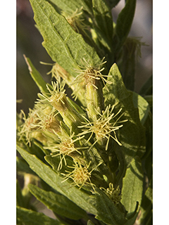 Brickellia dentata (Leafy brickellbush)