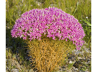 Centaurium beyrichii (Mountain pink)