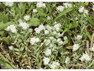 Evax verna (Spring pygmycudweed)