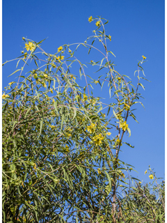 Helianthus californicus (California sunflower)