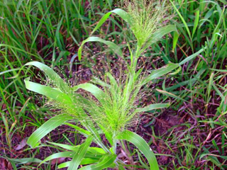 Panicum capillare (Witchgrass)
